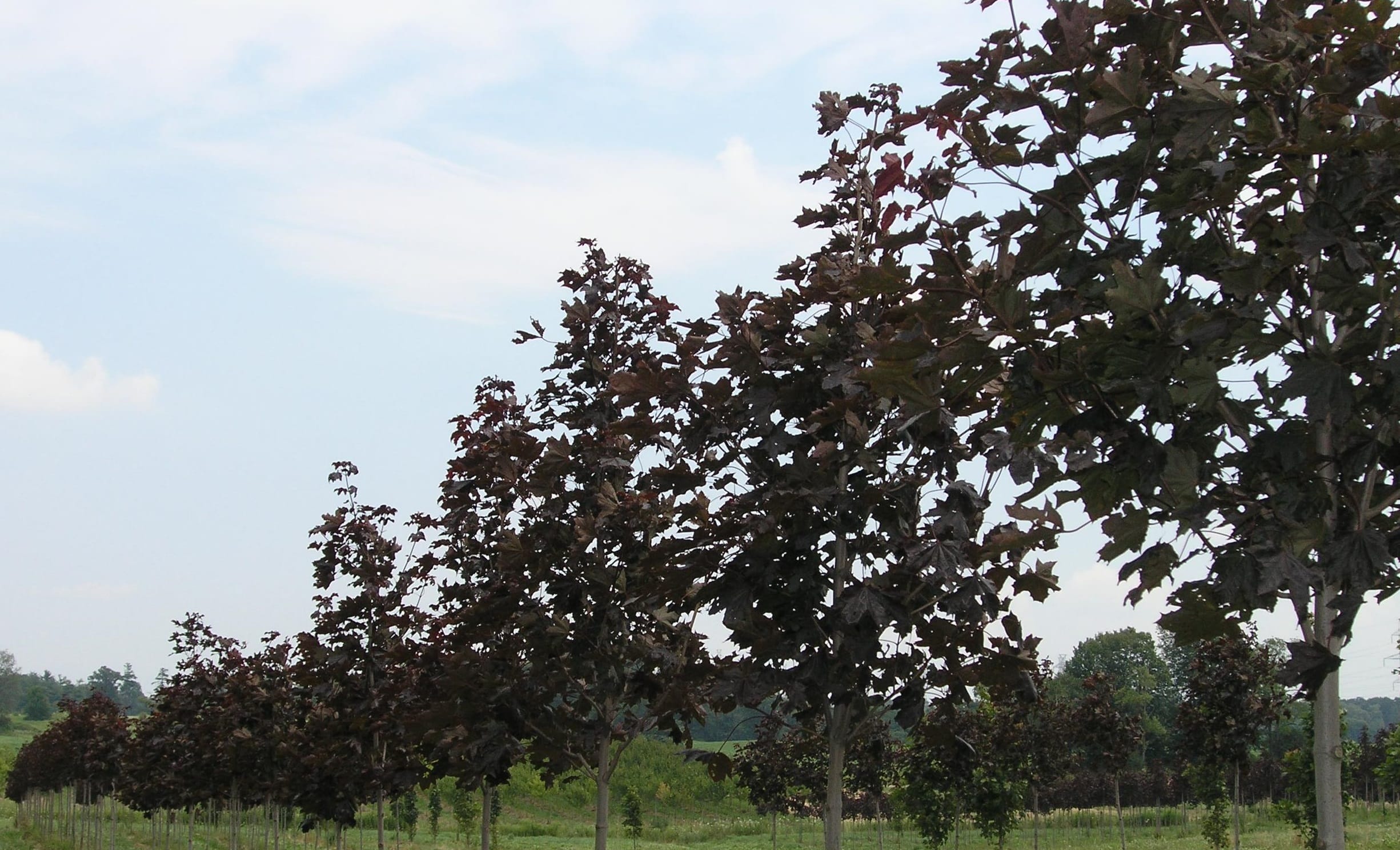 Acer platanoides ‘Royal Red’